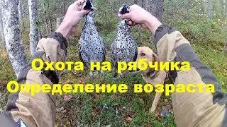 Охота на рябчика || Определение возраста || Сравнение молодого и старого рябчика