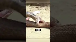 Почему змеи начинают есть сами себя! 🐍😋😱 