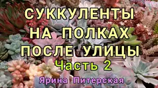 Суккуленты на полках после улицы. 25 дней спустя. ЧАСТЬ  2.