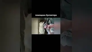 помощник бухгалтера 