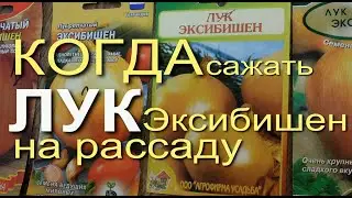 Выращивание Лука Эксибишен на Рассаду. Советы от Зеленого Огорода.