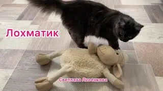 У котёнка Лохматика НЕ игривое настроение…