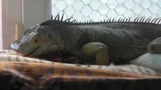 Яша любит арбуз