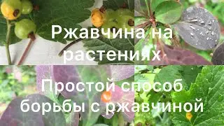 РЖАВЧИНА НА РАСТЕНИЯХ. ПРОСТОЙ способ борьбы с ржавчиной.