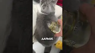 Что произошло с шерстью кота после воды? 