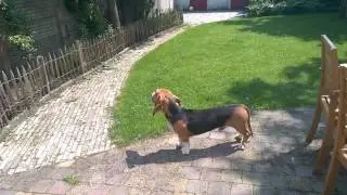 Louie de Franse basset vindt luchtalarm niet leuk