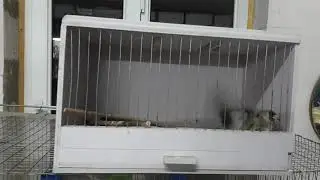 ловля певчих птиц
