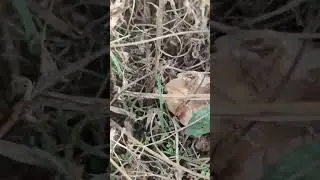 Diken mantarı, Kulak ya da Kulacık mantarı nerede yetişir?