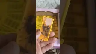 Отправка плодных маток
