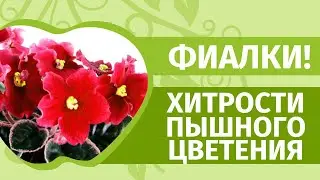 Фиалки круглый год! Самый простой уход  в домашних условиях. Рассказывает Наталья Петренко