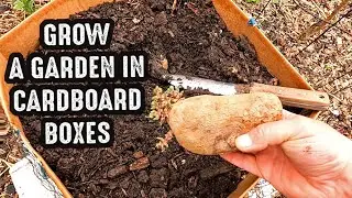 3 EASY DIY Cardboard Grow Box Gardening Containers You Can Make At Home!
