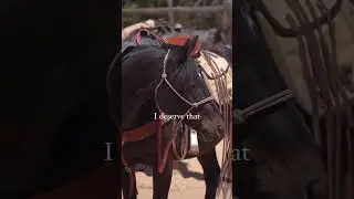 A Horse’s Wish