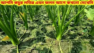 আপনি কচুর লতির এমন ফলন আগে কখনো দেখেনি | Kochu Chas | Kochu Loti Chas