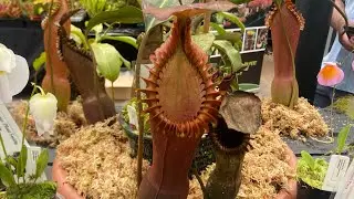 Like Jurrasic