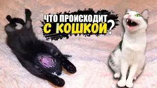 Что происходит с нашей кошкой? SANI vlog