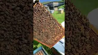 как сеет матка, расплод