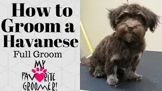 How to Groom a Havanese