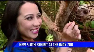 Meet Quinto, the sloth at the Indianapolis Zoo