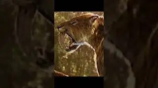 They’re bringing these animals back from extinction 