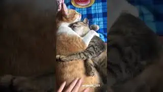 Meow Meow Sleepy😺🌙 