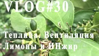 ВЛОГ#30. Теплица. Вентиляция, охлаждение. Лимоны. ИНжир.