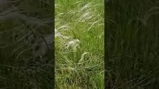 Цветет ковыль - король степей🌾