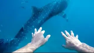 SWIMMING WITH THE WORLDS LARGEST FISH (WHALE SHARKS IN OSLOB)