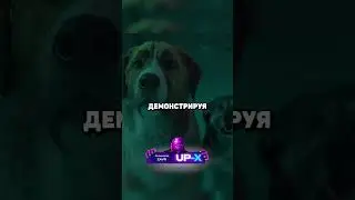 Добрая собака поставила на место злого пса в стае 😍 
