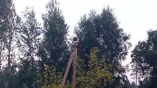 Аист