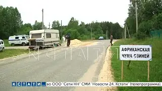 Чайки принесли Африканскую чуму свиней в северные районы Нижегородской области