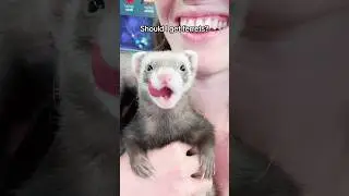 I’m not getting ferrets… right? 😭