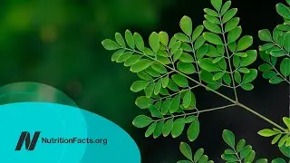 The Benefits of Moringa: Is It the Most Nutritious Food?