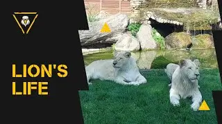 LAZY one day in the life of a lion #zoo #channel #animals