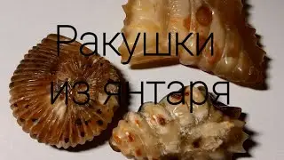 Кулоны из янтаря#amber #творчество #jewellery #handmade #украшения #diy #art #калининград