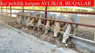 Siz kutgan BAQUVVAT AVLIKOL GEREFOD BUQALARNI UDARLARI KELDI