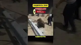 🐻СПАСЕНИЕ МЕДВЕДЯ посреди ДОРОГИ🤯