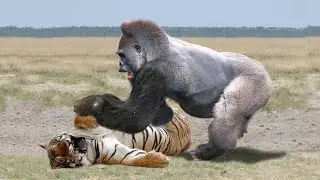 Amazing Moments Of Wild Animals 2022 - Epic Animals Fights Caught on Camera #4