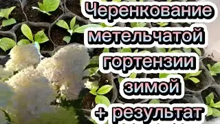 🌱Зимнее черенкование +результат.Метельчатые гортензии.🌸