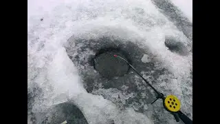 За ротаном с Мишуткой