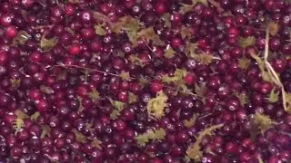 СБОР КЛЮКВЫ НА БОЛОТАХ КАРЕЛИИ / ХИТРОЕ ПРИСПОСОБЛЕНИЕ ДЛЯ СБОРА ЯГОД