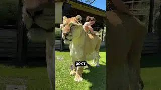 Лев и тигр в одном! Лигр! 🦁🐯❤️😱 