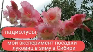 КАК Я ДОДУМАЛАСЬ ПОСАДИТЬ ГЛАДИОЛУСЫ В ЗИМУ!!! Рассказываю о своём эксперименте
