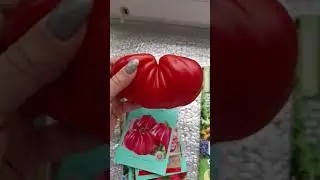 Какой томат Альбенги у меня вырос.