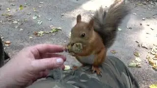 Про двух бельчат / About two squirrels