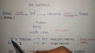 Bio synthesis of thyroid hormone | thyroid hormones formation | T3 and T4 formation | MIT and DIT