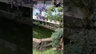taman rumahku