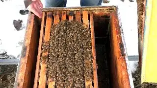 Зимне - весенний осмотр пчел. Как пчелы пережили морозы.