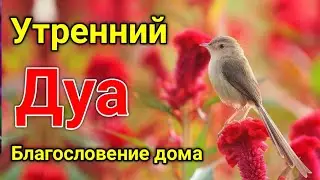 утренний дуа. дуа каждое утро