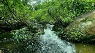 Flowing Stream and Birds Chirping in Harmony | Soothing Nature Sounds for Deep Focus