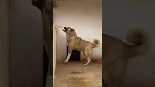 My Favourite Dog Breed in This World 🔥 
